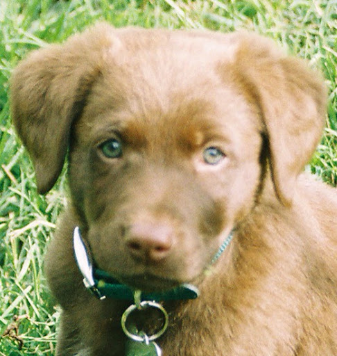 Patrick Mcclellan Photo 16