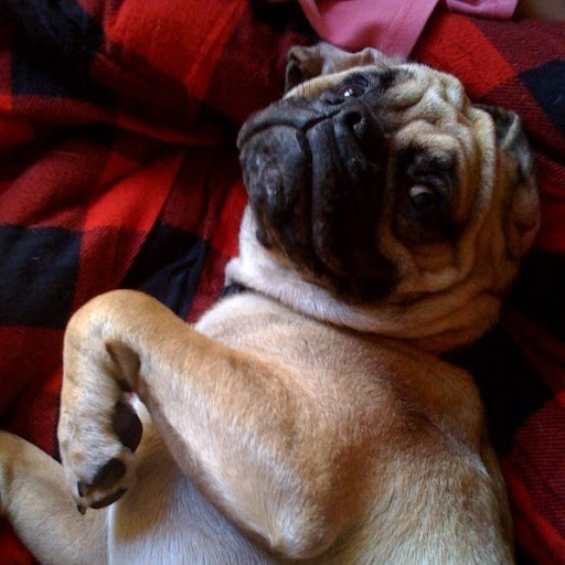 Rachel Merrill Photo 14