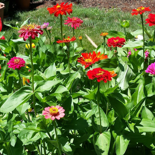 Susan Neville Photo 38