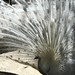 Sandra Peacock Photo 34