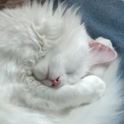 Barbara Connor Photo 23