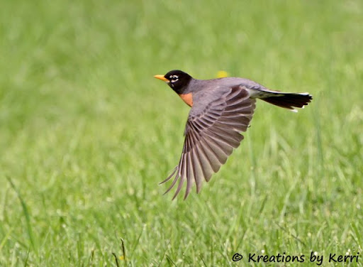 Robin Blair Photo 32