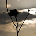 Roland Rose Photo 26