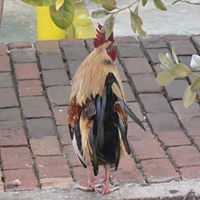 Connor Thornton Photo 2