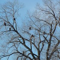 Steve Nation Photo 32