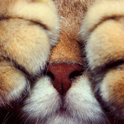 Brett Johnsen Photo 5