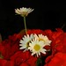 Marguerite Rose Photo 28