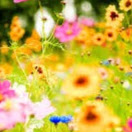 Rachel Bridges Photo 5