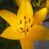 Lisa Barragan Photo 6