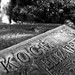 Elizabeth Koch Photo 21