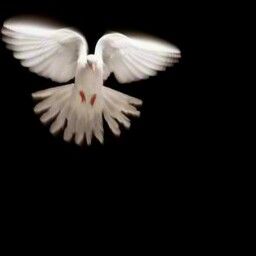 Donna Lapointe Photo 15