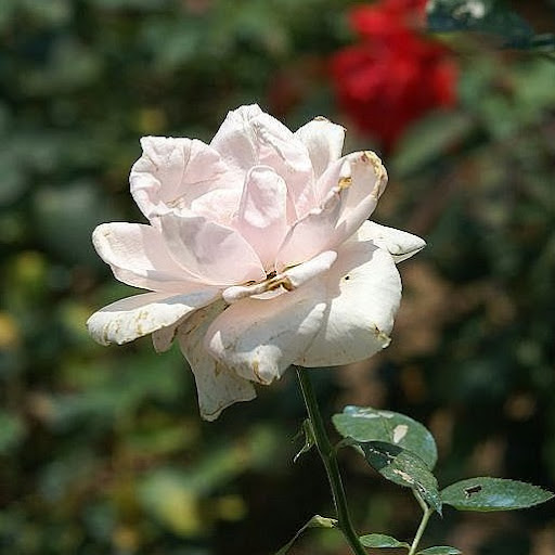 Bin Lin Photo 33