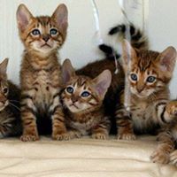 Kathleen Lovato Photo 4