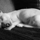 Archibald Sam Photo 1