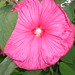 Sharon Hardy Photo 43