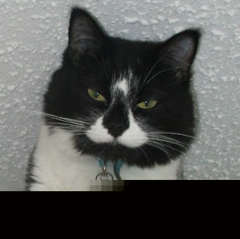 Cynthia Jensen Photo 29