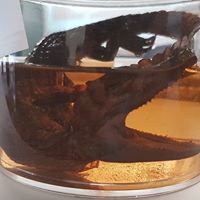 Corey Joseph Photo 13