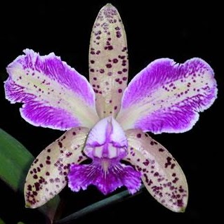 Hilda Toledo Photo 9