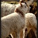 Patricia Lamb Photo 14