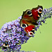 Chris Peacock Photo 12
