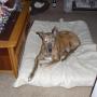 Colleen Harris Photo 13
