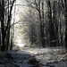 Bridgett Wood Photo 4