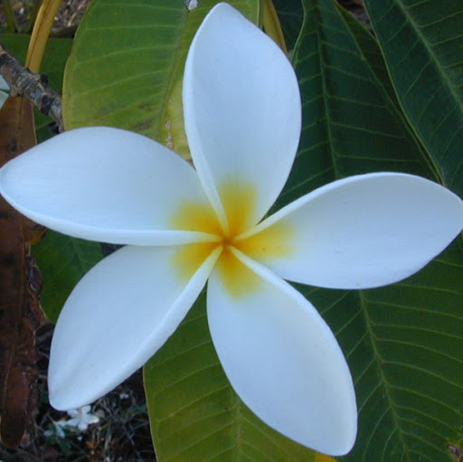 Jasmine Wheeler Photo 11