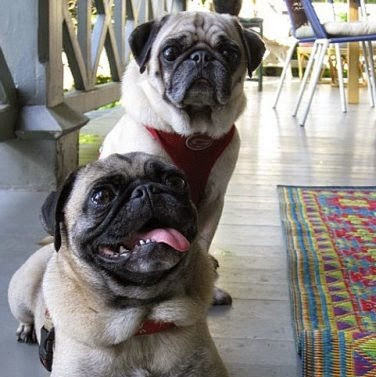 Gloria Hamilton Photo 34