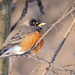 Robin Weber Photo 40