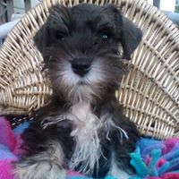 Nancy Dutcher Photo 16