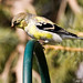Marvin Finch Photo 6