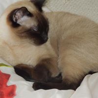 Nancy Holliday Photo 10