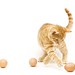 Ginger Witte Photo 8