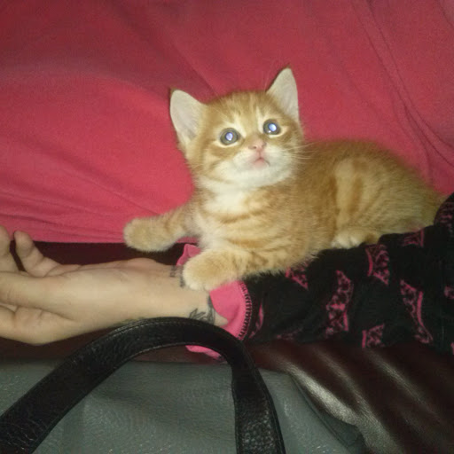 Alicia Carr Photo 36