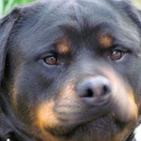 Robert Compton Photo 22 Robert Compton Photo 22