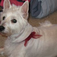 Renee Temple Photo 12