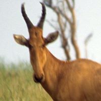 Gordon Thompson Photo 10