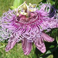 Vicki Greene Photo 17