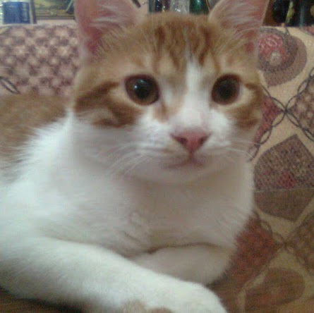 Neveen Youssef Photo 6