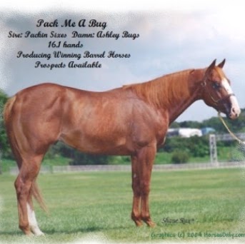 Cindy Mason Photo 17