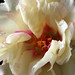 Sheri Moss Photo 19