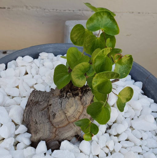 David Hope Photo 31 David Hope Photo 31