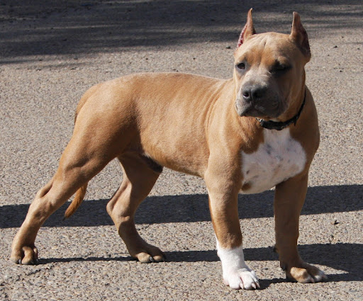 Mark Wagoner Photo 22