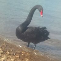 Anthony Draper Photo 38