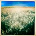 Laurie Wheat Photo 16