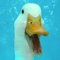 Susanne Vaughn Photo 17