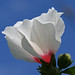 Rose Cunningham Photo 8