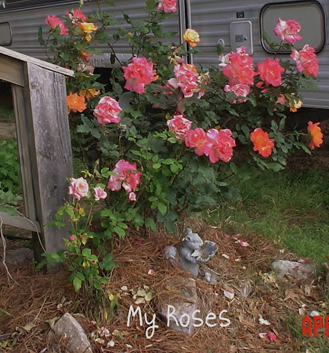 Virginia Brewer Photo 27