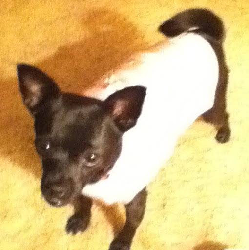 Erica Fields Photo 19