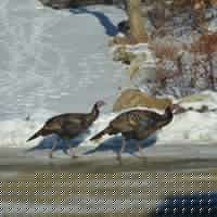 Nancy Hamilton Photo 19